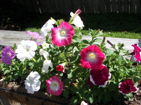 Petunias blooming