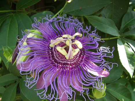 Purple Passion Vine flower