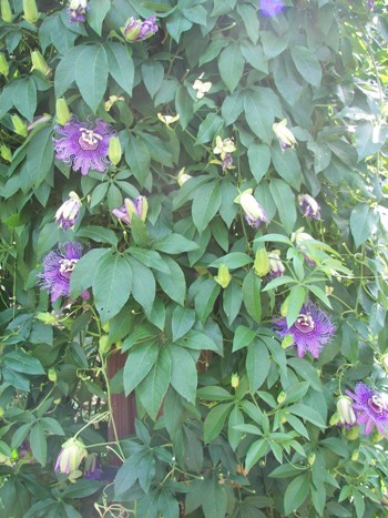 Purple Passion Vine 