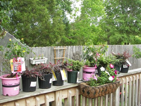 Lined up and ready to plant