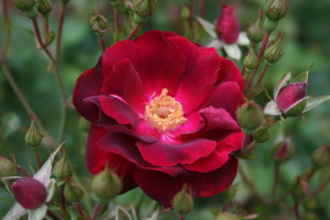 Red Rose blooming