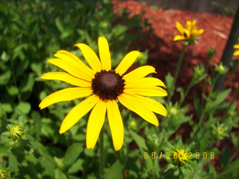 Rudbeckia