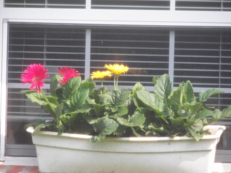 View of my neighbors flowers, on full zoom