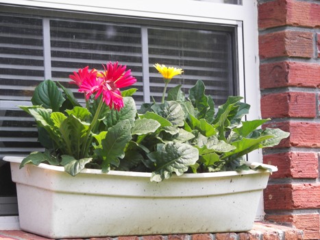 Sharon's Gerber Daisies