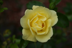 Yellow Rose blooming