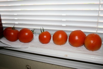 Tim's Tomatoes Summer 2012