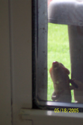 Gecko peering in the window