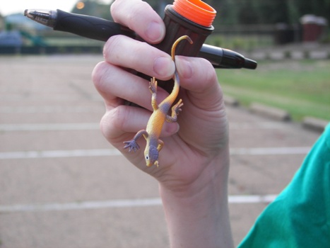 Elizabeth with a lizard!