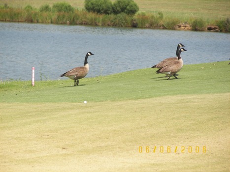 Geese near Tim's ball