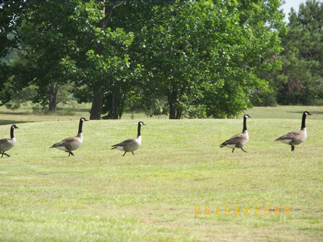 Geese Crossing