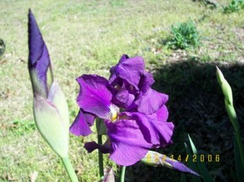 Purple Iris blooming