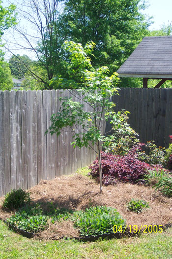 New Red Maple Tree