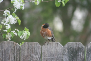 Robin