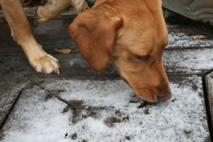 Beau sniffing the snow