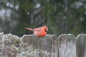 Cardinal in the Snow