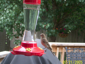 Sparrow on my Hummingbird Feeder