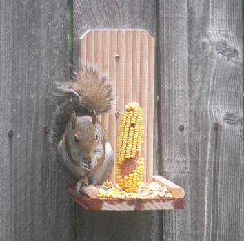 Squirrel eating corn