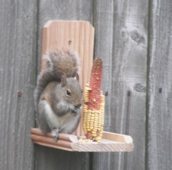 Squirrel eating from his corn cob feeder