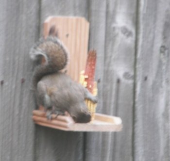 Hungry Squirrel!