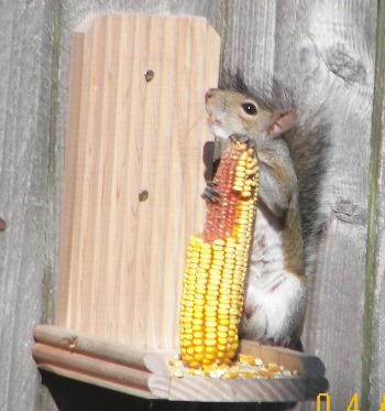 Squirrel eating corn - look at his mouth!