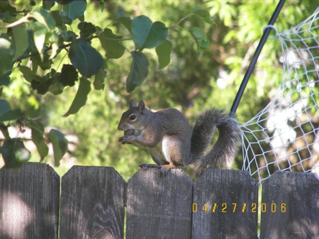 Squirrel eating pecan