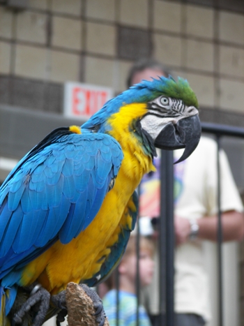 Blue & Gold Macaw at the Butterfly Conservatory