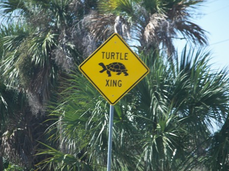 Turtle Crossing sign