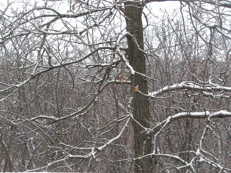 Snow on Trees