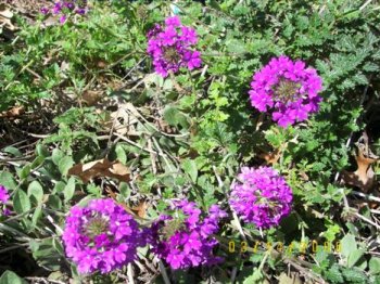 Verbena