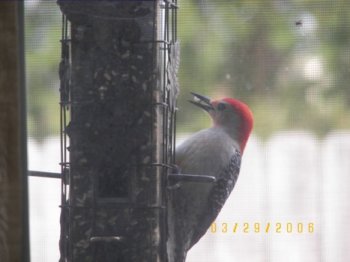 Red Bellied Woodpecker