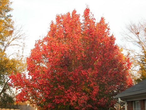 Bradford Pear Tree, Fall 2006