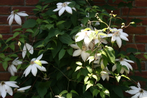 Clematis Blooming