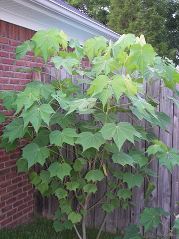 Confederate Rose, June 2006