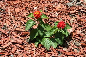 Lantana