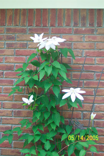 My Clematis blooming out back