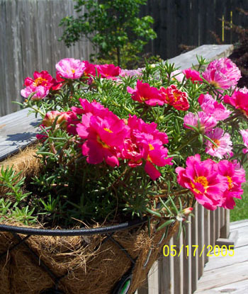 My Moss Rose blooming on the deck