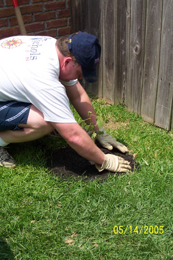 Tim planting the Confederate Rose cutting