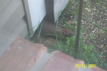 Rat